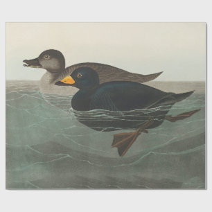 Audubon American Scoter Duck Classic Cadeaupapier