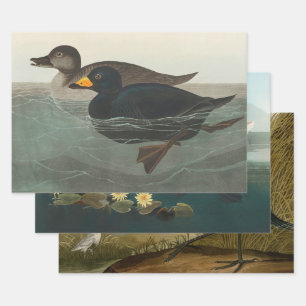 Audubon American Scoter Duck Classic Inpakpapier Vel