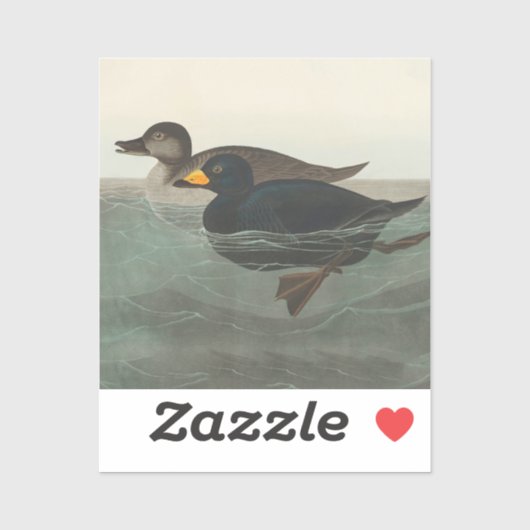 Audubon American Scoter Duck Classic Sticker (Vel)