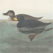 Audubon American Scoter Duck Classic Sticker (Voorkant)