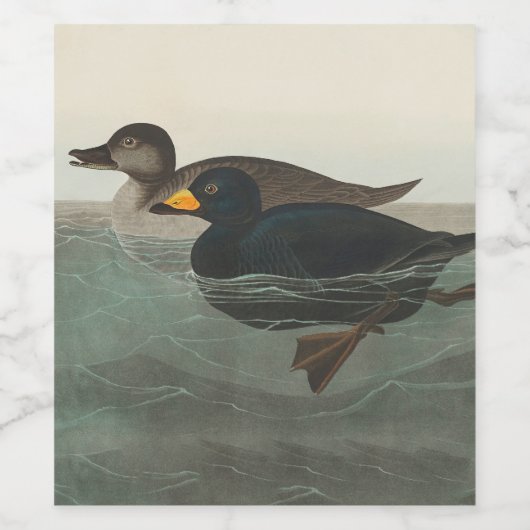 Audubon American Scoter Duck Classic Wijn Etiket (Enkel label)
