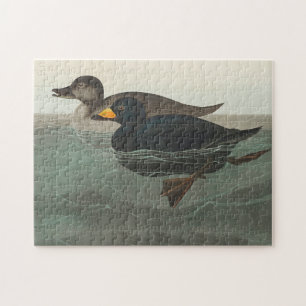Audubon American Scoter Duck Legpuzzel