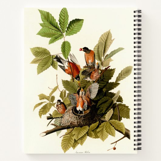 Audubon Amerikaanse Robin Wildlife Bird Illustrati Notitieboek (Achterkant)
