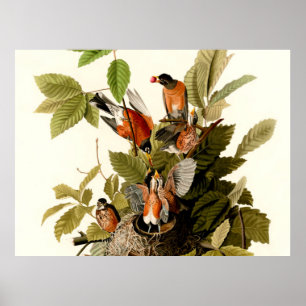 Audubon Amerikaanse Roodborst Natuur Vogel Illustr Poster