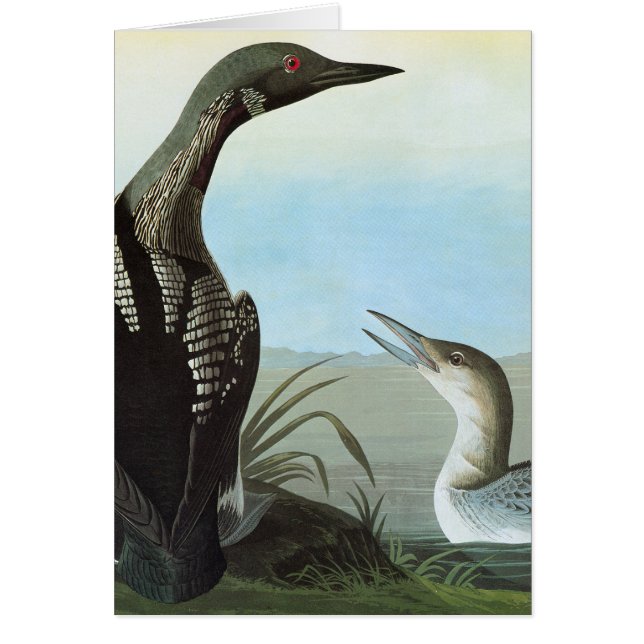 Audubon: Arctische leoon (Voorkant)
