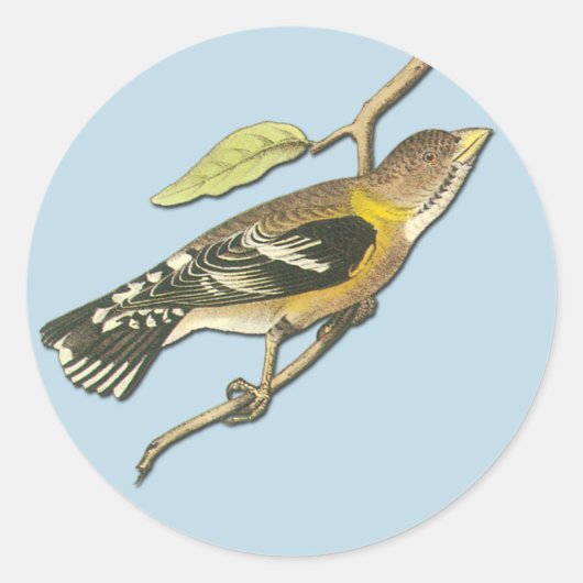 Audubon Avond Grosbeak Bird Art Stickers (Voorkant)