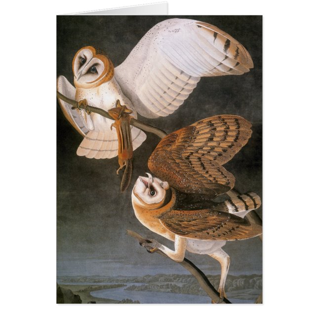 Audubon: Barn Owl (Voorkant)
