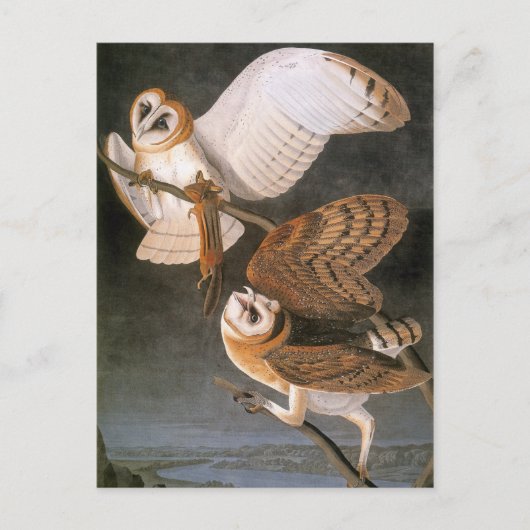 Audubon: Barn Owl Briefkaart (Voorkant)