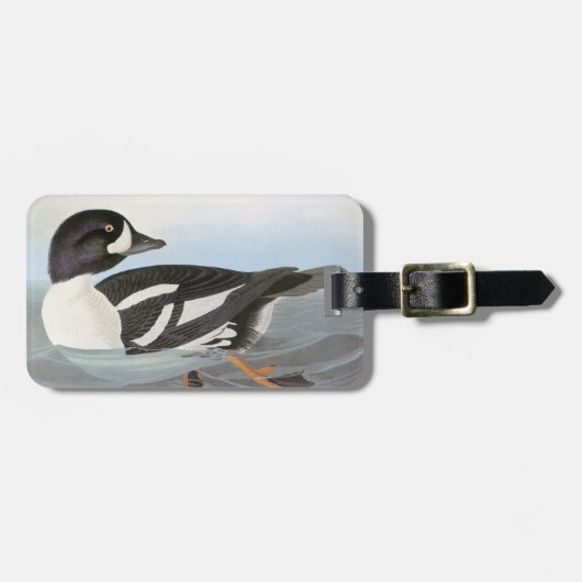 Audubon: Barrow's Goldeneye Bagagelabel (Voorkant horizontaal)