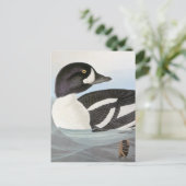 Audubon: Barrow's Goldeneye Briefkaart (Staand voorkant)