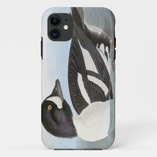 Audubon: Barrow's Goldeneye iPhone 11 Hoesje