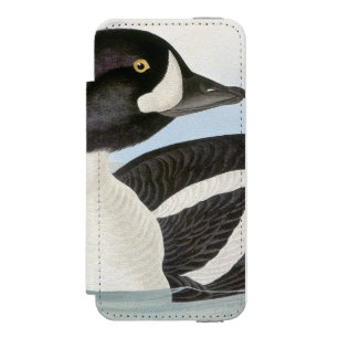 Audubon: Barrow's Goldeneye
