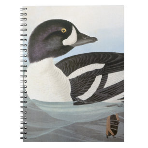 Audubon: Barrow's Goudog Notitieboek