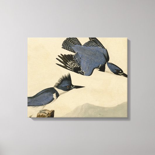 Audubon Belted Kingfisher Wildlife Bird Canvas Afdruk (Voorkant)