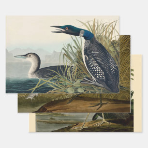 Audubon Bird Loon Diver Classic Inpakpapier Vel