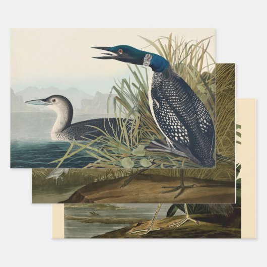 Audubon Bird Loon Diver Classic Inpakpapier Vel (Set)