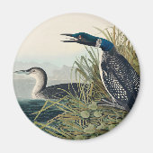 Audubon Bird Loon Diver Classic Magneet (Voorkant)