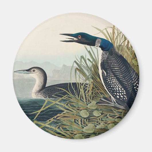 Audubon Bird Loon Diver Classic Magneet (Voorkant)