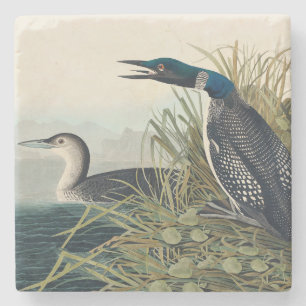 Audubon Bird Loon Diver Classic Stenen Onderzetter