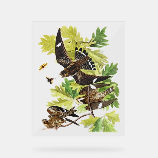 Audubon Birds - Night Hawk Acryl Bord (Voorkant)