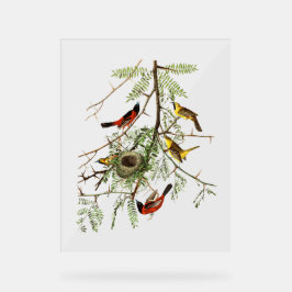 Audubon Birds - Orchard Oriole - Honingsprinkhaan Acryl Bord