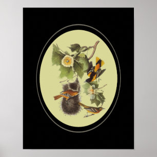 Audubon Birds Orioles Poster d'Art Vintage