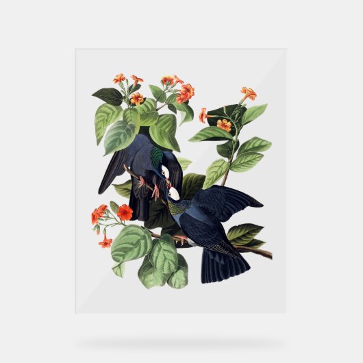 Audubon Birds - Pigeons à tête blanche (Recto)