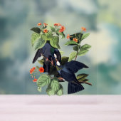 Audubon Birds - Pigeons à tête blanche (Neutre)