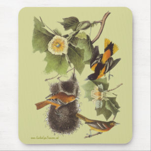 Audubon Birds Troupial Orioles Mousepad Muismat
