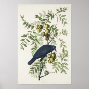 Audubon Black Crow Amerikaanse vogel illustratie Poster