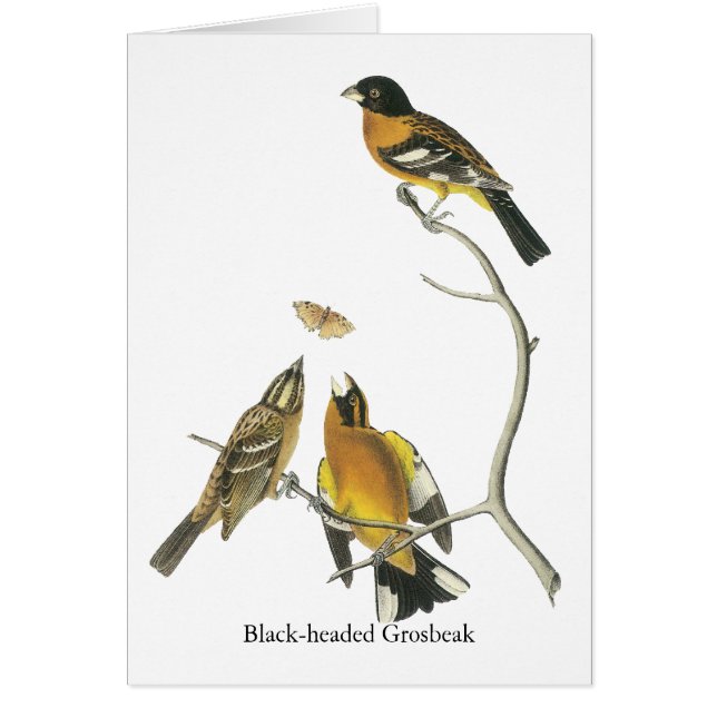 Audubon Black Grosbeak (Voorkant)