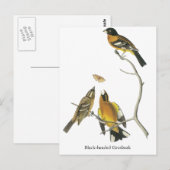 Audubon Black Grosbeak Briefkaart (Voorkant / Achterkant)