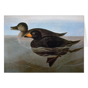 Audubon : Black Scoter