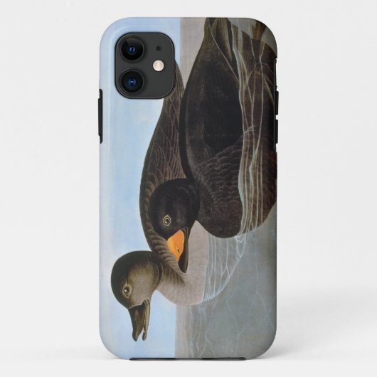 Audubon: Black Scoter Case-Mate iPhone Case (Achterkant)