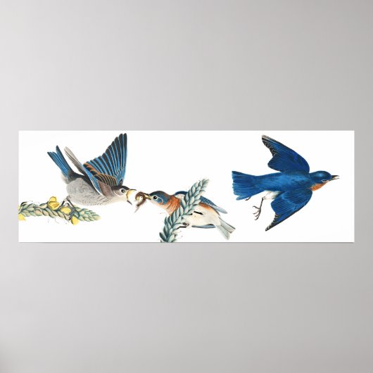 Audubon Bluebird Birds Animal Wildlife Poster (Devant)