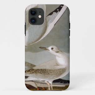 Audubon: Bonaparte s Gull iPhone 11 Hoesje