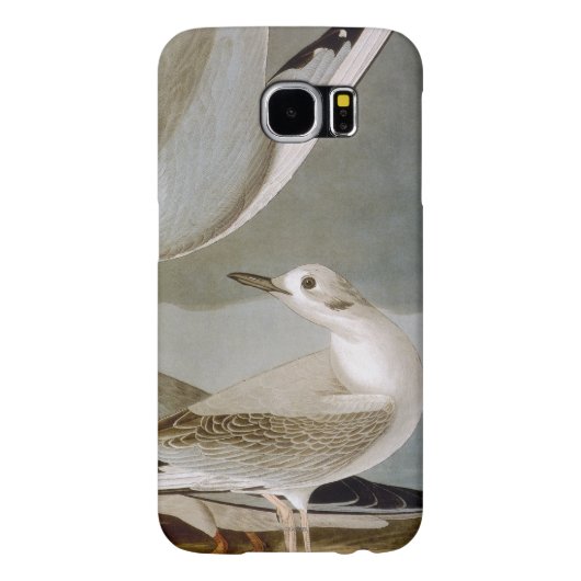Audubon: Bonaparte s Gull Case-Mate Samsung Galaxy Hoesje (Achterkant)