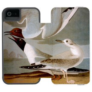Audubon: Bonaparte s Gull