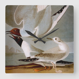 Audubon: Bonaparte s Gull Vierkante Klok