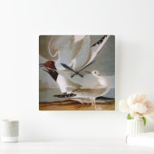 Audubon: Bonaparte's Gull Vierkante Klok (Huis)