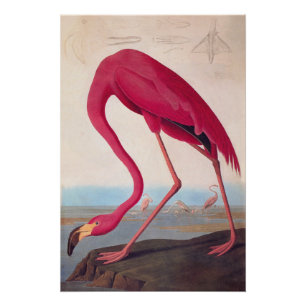 Audubon Bookplate American Flamingo Perfect Poster