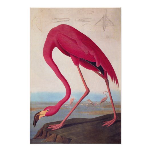 Audubon Bookplate American Flamingo Perfect Poster (Voorkant)