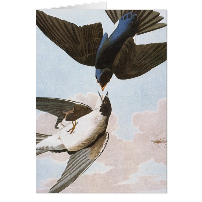 Audubon: boomschotel (Voorkant)
