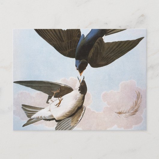 Audubon: boomschotel briefkaart (Voorkant)