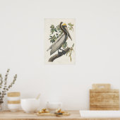  Audubon Brown Pelican Poster Art (Keuken)