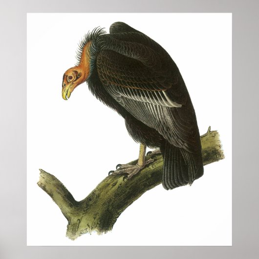 Audubon California Condor Poster (Voorkant)