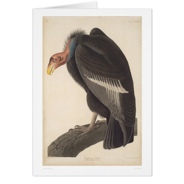 Audubon California Vulture (2609A) (Voorkant)