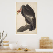 Audubon California Vulture (2609A) Poster (Keuken)
