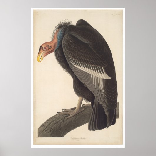 Audubon California Vulture (2609A) Poster (Voorkant)