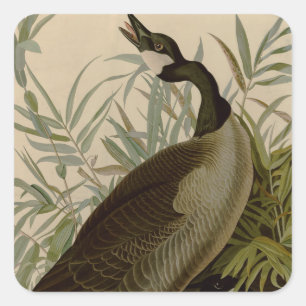 Audubon Canada Goose Wildlife Bird Vierkante Sticker